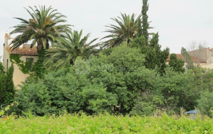  KIOSK TRANSACTIONS Domaines / Propriétés | SALEILLES (66280) | 500 m2 | 1 050 000 € 